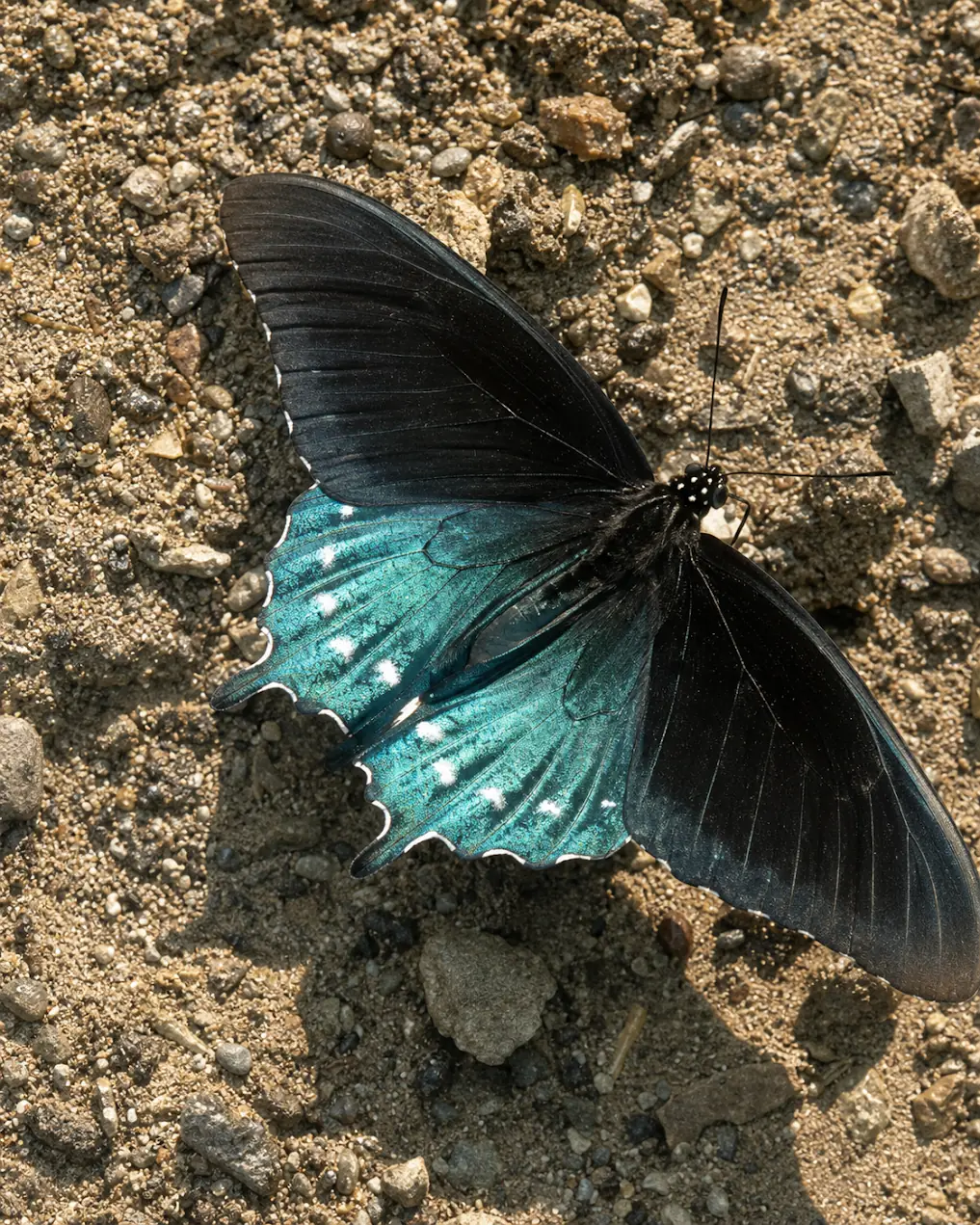 Blue and black butterfly resting on sunlit ground
